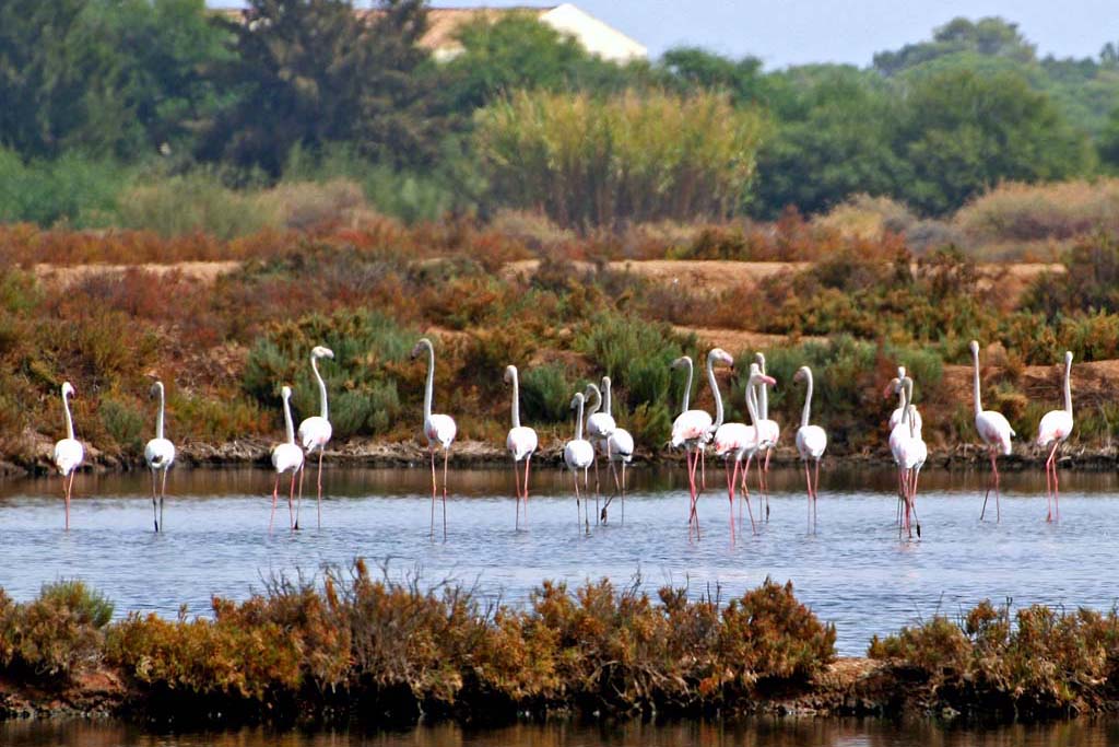 Algarve flamingo